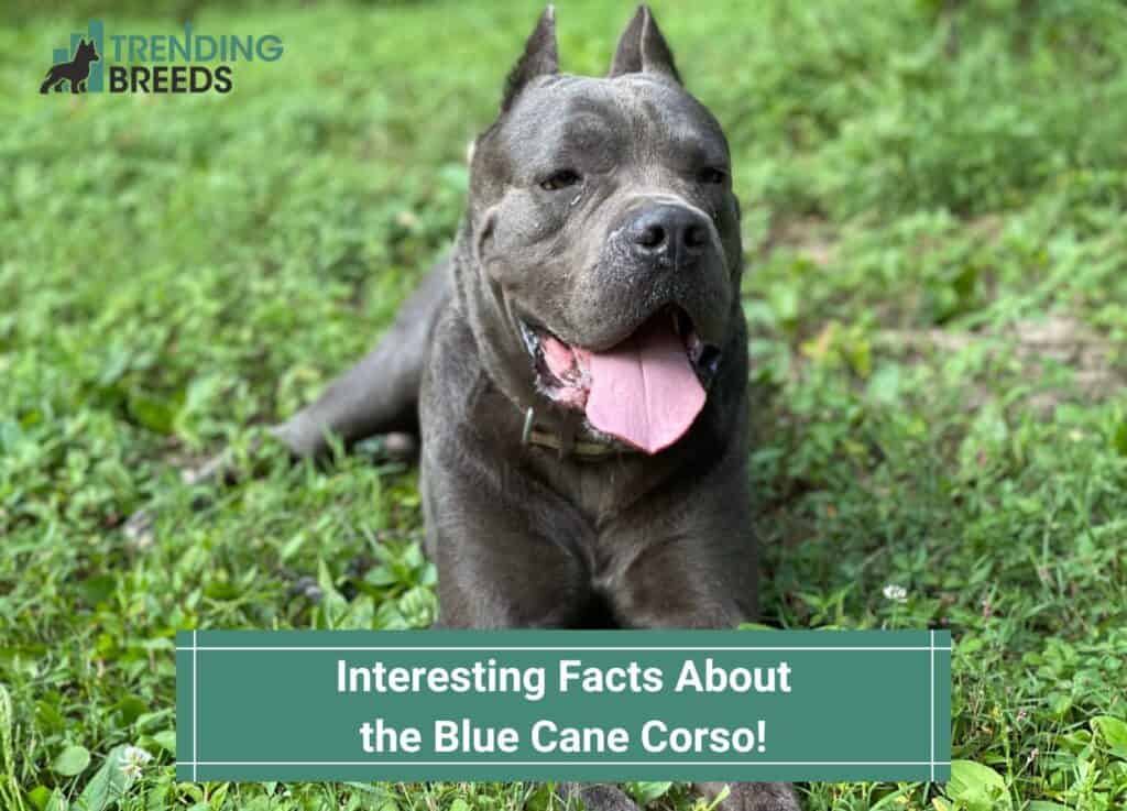 Interesting-Facts-About-the-Blue-Cane-Corso-template
