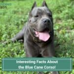 13 Interesting Facts About the Blue Cane Corso! (2022)
