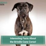 9 Interesting Facts About the Brindle Cane Corso! (2022)