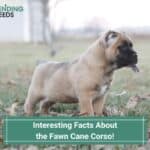 11 Interesting Facts About the Fawn Cane Corso! (2022)