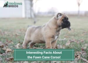 Interesting-Facts-About-the-Fawn-Cane-Corso-template