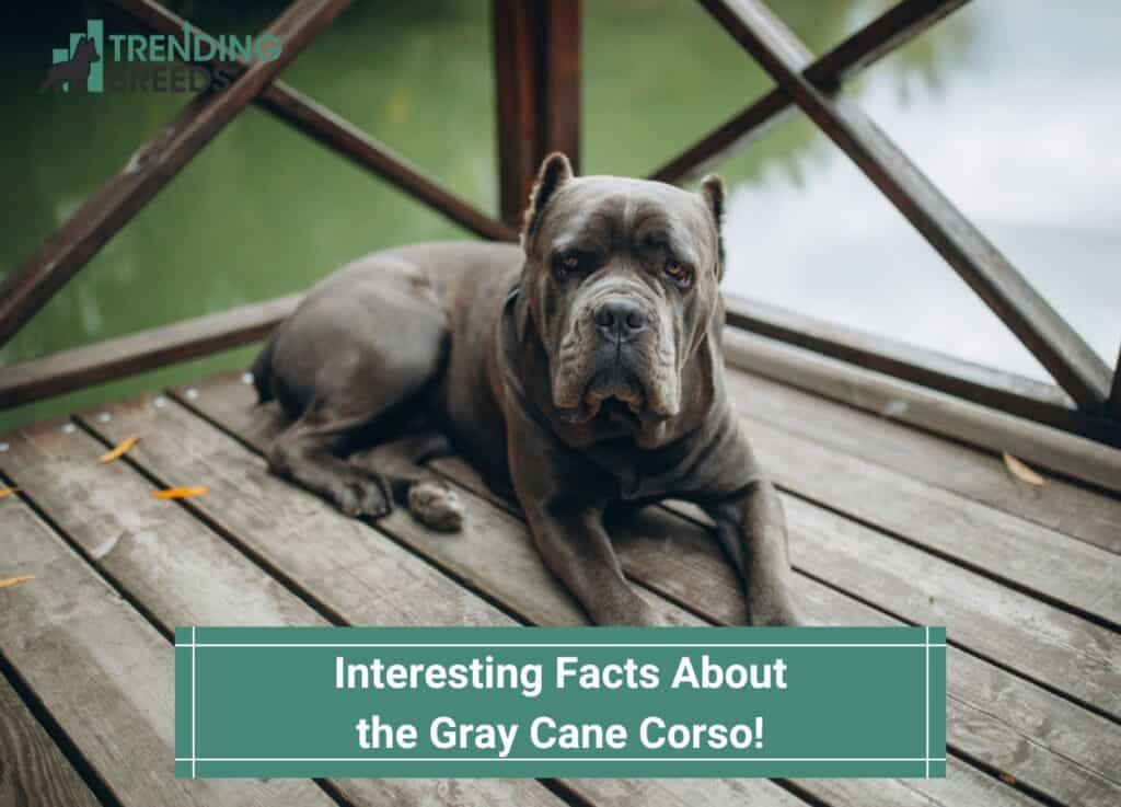 Interesting-Facts-About-the-Gray-Cane-Corso-template