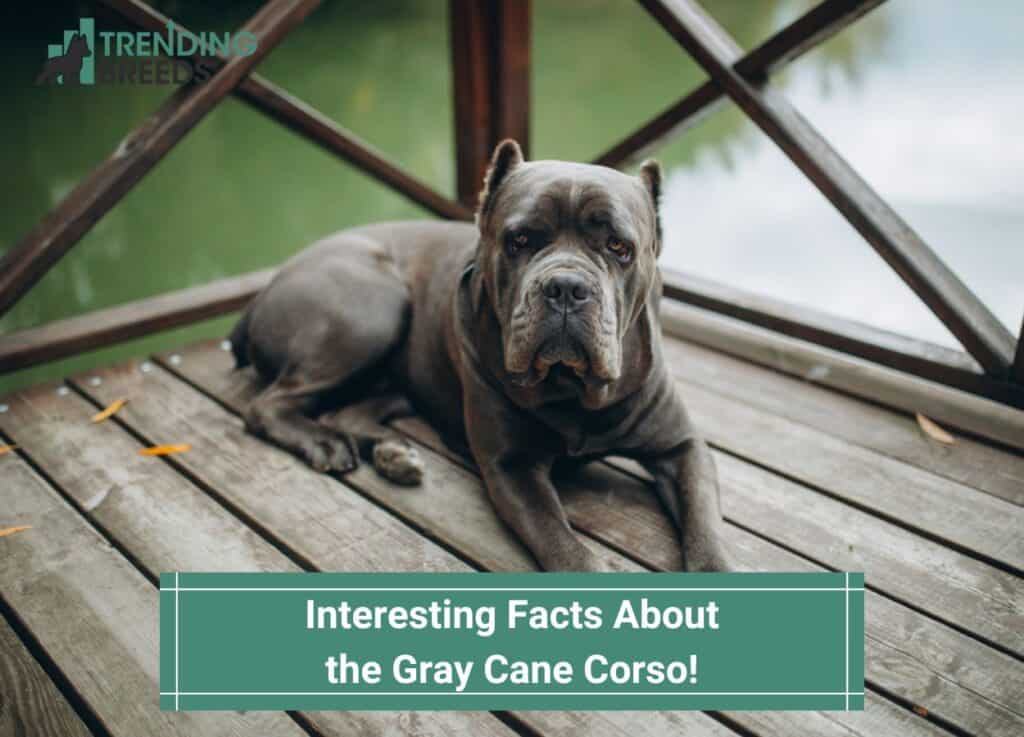 are cane corso good for hiking