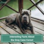 15 Interesting Facts About the Gray Cane Corso! (2023)