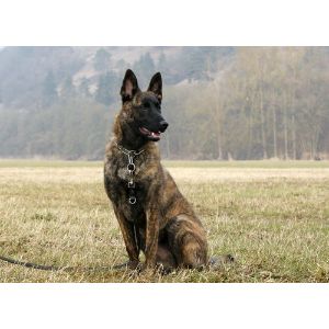 Is-A-Brindle-Belgian-Malinois-Purebred
