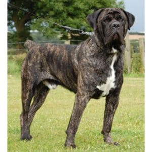 Is-Brindle-Cane-Corsos-Breed-Really-That-Big