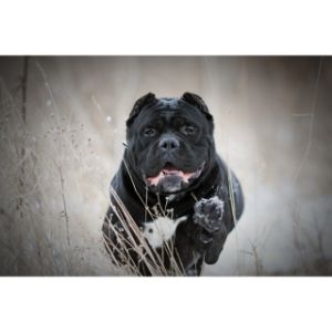 Is-It-Difficult-to-Tell-If-a-Cane-Corso-is-Extremely-Aggressive