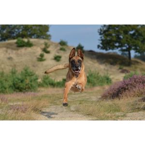 Is-It-Okay-To-Take-A-Belgian-Malinois-Running-With-You