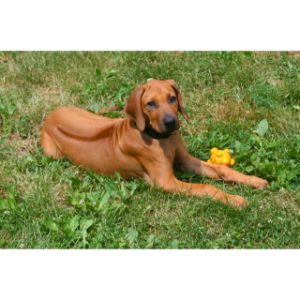 Is-The-Rhodesian-Ridgeback-The-Right-Breed-For-You