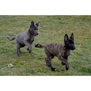 Is-the-Brindle-Belgian-Malinois-Expensive