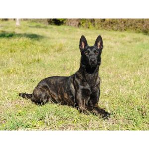 Is-there-a-Dutch-Shepherd-Belgian-Malinois-mix