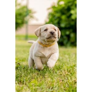 Jungle-Lake-Labradors