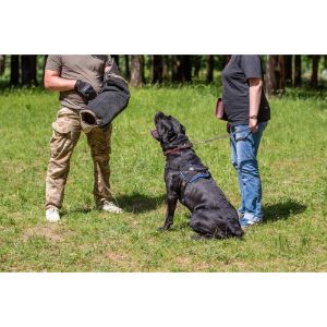 Key-Elements-You-Need-in-a-Cane-Corso-Trainer