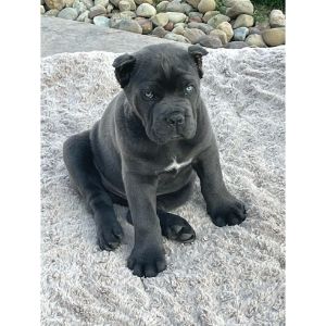 King-Cane-Corso-Size-and-Weight