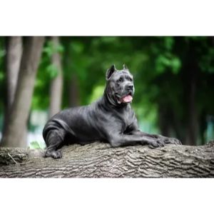 King-Cane-Corso-vs.-Cane-Corso