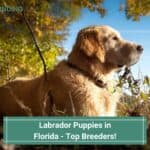 Labrador-Puppies-in-Florida-Top-Breeders-template