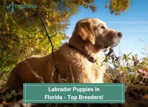 Labrador-Puppies-in-Florida-Top-Breeders-template