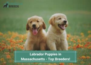 Labrador-Puppies-in-Massachusetts-Top-Breeders-template