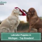Labrador-Puppies-in-Michigan-Top-Breeders-template