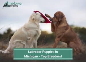 Labrador-Puppies-in-Michigan-Top-Breeders-template
