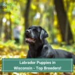 Labrador-Puppies-in-Wisconsin-Top-4-Breeders-template
