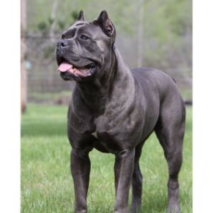 List-of-the-15-Most-Interesting-Facts-about-the-Gray-Cane-Corso