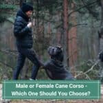 Male or Female Cane Corso - Which One Should You Choose? (2023)