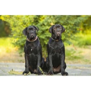 Male-or-Female-Cane-Corso-Which-One-should-you-choose