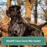 Mastiff-Cane-Corso-Mix-Guide-template