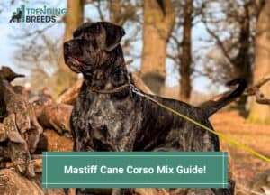 Mastiff-Cane-Corso-Mix-Guide-template