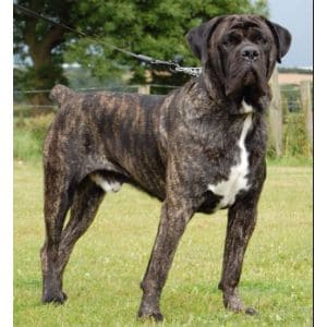 Mastiff-Cane-Corso-Mix