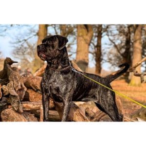 Modern-Life-of-a-Cane-Corso-Mixed-With-English-Mastiff