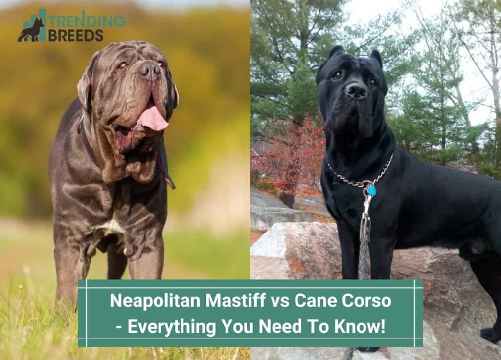 Neapolitan-Mastiff-vs-Cane-Corso-Everything-You-Need-To-Know-template