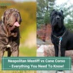Neapolitan Mastiff vs Cane Corso - Everything You Need To Know! (2023)