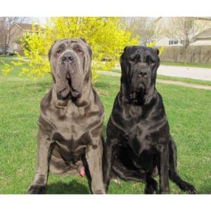 Neapolitan-Mastiff-vs-Cane-Corso