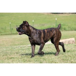 Odisseia-Cane-Corso