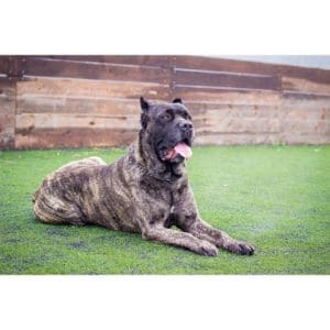 Origins-cane-corso