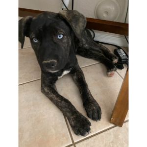 Overview-of-the-Cane-Corso-Husky