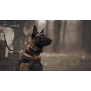 Potential-Behavioral-Problems-Of-The-Belgian-Malinois