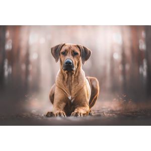 Potential-Health-Problems-Of-Rhodesian-Ridgebacks