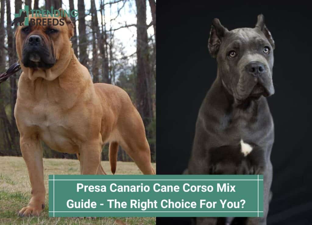 Presa-Canario-Cane-Corso-Mix-Guide-The-Right-Choice-For-You-template