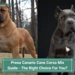 Presa Canario Cane Corso Mix Guide - The Right Choice For You? (2022)