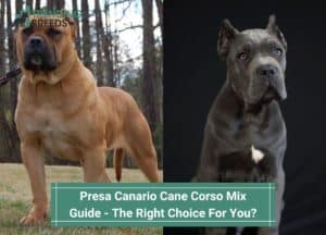 Presa-Canario-Cane-Corso-Mix-Guide-The-Right-Choice-For-You-template