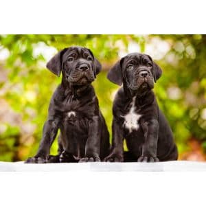 Pros-and-Cons-of-Owning-a-King-Cane-Corso