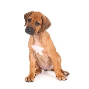 Pros-and-Cons-of-The-Rhodesian-Ridgeback