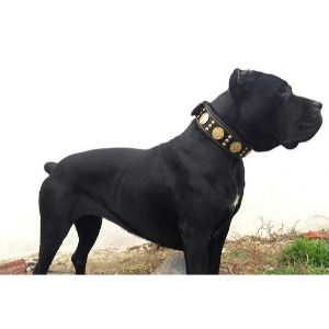 Reasons-To-Not-Dock-a-Cane-Corso-Tail