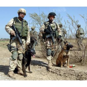 Recruitment-and-Training-A-Military-Belgian-Malinois