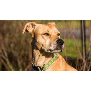 Rhodesian-Ridgeback-Pitbull-Mix-Behavior-And-Temperament