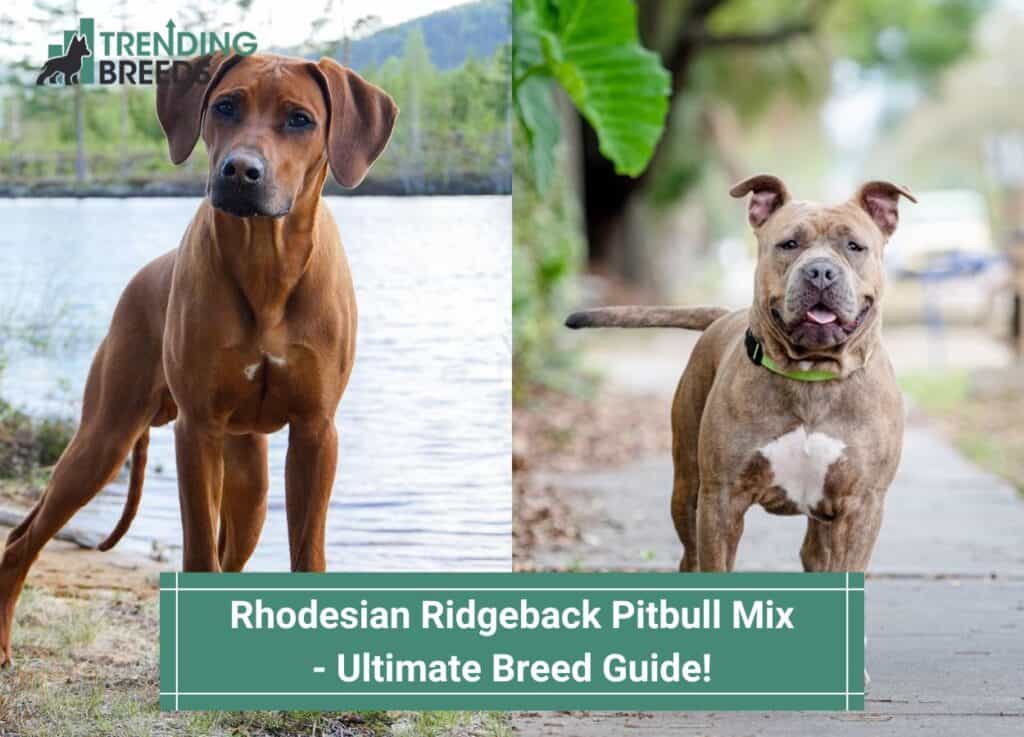 Rhodesian-Ridgeback-Pitbull-Mix-Ultimate-Breed-Guide-template