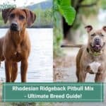 Rhodesian Ridgeback Pitbull Mix - Ultimate Breed Guide! (2023)